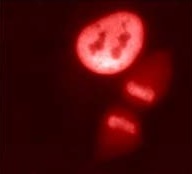 Immunofluorescent analysis of HeLa cells labeling HDAC1 with ab184651 at 2 µg/ml.