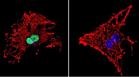 Immunofluroescent analysis of formaldehyde-fixed C6 cells labeling HDAC1 with ab184651 at 1/20 dilution (green). Cells were incubated with primary antibody (left) or without (negative control, right) overnight at 4°C and incubated with a DyLight®488 conjugated secondary antibody. Nuclei were stained with DAPI (blue) and F-Actin with Phalloidin (red).