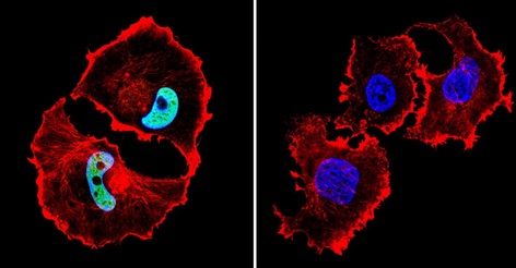 Immunofluorescent analysis of formaldehyde-fixed MCF7 cells labeling HDAC1 with ab184651 at 1/100 dilution (green). Cells were incubated with primary antibody (left) or without (negative control, right) overnight at 4°C and incubated with a DyLight®488 conjugated secondary antibody. Nuclei were stained with DAPI (blue) and F-Actin with Phalloidin (red).