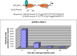  Sonicated Chromatin prepared from untreated (UI) or 17beta-estradiol (E2) treated MCF7 cells was subjected to the ChIP procedure with ab7028 to HDAC1 and the immunoprecipitated chromatin was analysed in the proximal region of the estrogen-responsive pS2 promoter (as shown above) and quantified by real-time PCR (values are nomalized over inputs). The primers are designed to follow the nucleosome E (including the Estrogen Responsive Element ERE). 5 µl of ab7028 and 2x10.