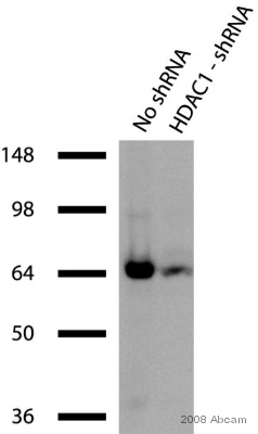 All lanes : Anti-HDAC1 antibody - ChIP Grade (ab7028) at 1/1000 dilutionLane 1 : Whole cell lysate from human HEK293 cell line Lane 2 : Whole cell lysate from human HEK293 cell line treated with HDAC1 gene silencing shRNALysates/proteins at 20 µg per lane.SecondaryHRP-conjugated goat anti-rabbit Ig at 1/5000 dilutiondeveloped using the ECL techniquePerformed under reducing conditions.