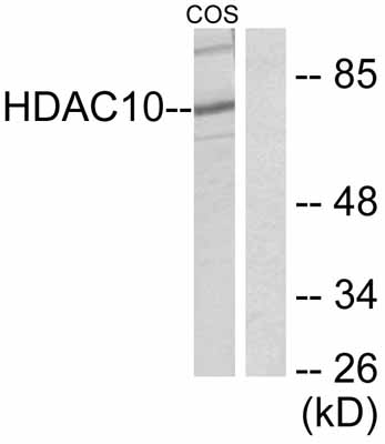All lanes : Anti-HDAC10 antibody (ab53096) at 1/300 dilutionLane 1 : Cos7 cell extractLane 2 : Cos7 cell extract with peptide