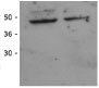 All lanes : Anti-HDAC11 antibody (ab18973) at 2.5 µg/mlLane 1 : Jurkat cell lysateLane 2 : Mouse intestine tissue lysate