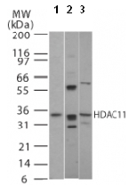 All lanes : Anti-HDAC11 antibody (ab47036) at 2 µg/mlLane 1 : Human brain tissueLane 2 : Mouse brain tissueLane 3 : Rat brain tissue