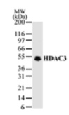 HDAC3 detection by Western blot. The analysis of HDAC3 in HeLa cell extract with anti-HDAC3 pAb. A protein band of approximate molecular weight of 50 kDa was detected.