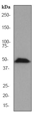 Anti-HDAC3 antibody [EP462Y] (ab76295) at 1/2000 dilution + HeLa cell lysate at 10 µgSecondarygoat anti-rabbit HRP at 1/2000 dilution