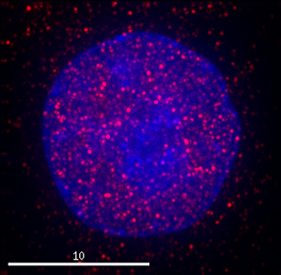 Cells were fixed with 4% formaldehyde in PEM buffer. The coverslip was incubated in blocking buffer of 5% powdered milk in TBS-T plus 0.02% sodium azide for 1 hour at room temperature. Blocking buffer was removed and primary antibody was added at a dilution of 1/5000 and incubated overnight at 4 degrees celsius. The coverslips were then washed 4-5 times with blocking buffer for 5 minutes. Secondary antibody, goat anti-rabbit Alexa 594, was added at a dilution of 1/1000 and incubated at room temperature for one hour. From this point on coverslips were covered with foil to protect them from light. They were washed 5 times with TBS-T and then one time with PEM, for 5 minutes each wash. The coverslips were fixed 10-30 minutes in 4% formaldehyde in PEM buffer, then washed 3 times with PEM buffer for 5 minutes. 0.1M ammonium chloride in PEM buffer was added for 10 minutes to quench auto-florescence, and then slips were washed 2 times for 5 minutes in PEM followed by 3 washes for 5 minutes in