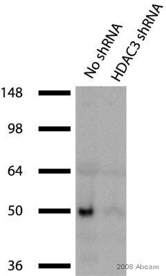 All lanes : Anti-HDAC3 antibody - ChIP Grade (ab7030) at 1/10000 dilutionLane 1 : Whole cell lysate from human HEK293 cell lineLane 2 : Whole cell lysate from human HEK293 cell line treated with HDAC3 gene silencing shRNALysates/proteins at 20 µg per lane.SecondaryHRP-conjugated goat anti-rabbit Ig at 1/5000 dilutiondeveloped using the ECL techniquePerformed under reducing conditions.