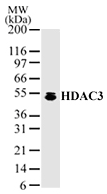 Anti-HDAC3 antibody - ChIP Grade (ab47237) at 2 µg/ml + HeLa cell lysate