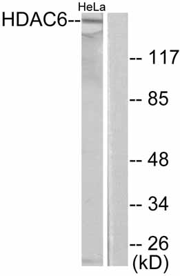 All lanes : Anti-HDAC6 antibody (ab53099) at 1/300 dilutionLane 1 : HeLa cell extractLane 2 : HeLa cell extract with peptide