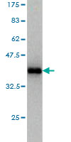 Western blot against tagged recombinant protein immunogen using ab56878 HEAB antibody at 1ug/ml.