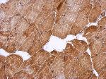 ab126252, at 1/500, staining Heat Shock Factor 2 Binding Protein in Mouse Muscle by immunohistochemistry [Paraffin Embedded Tissues (IHC-P).