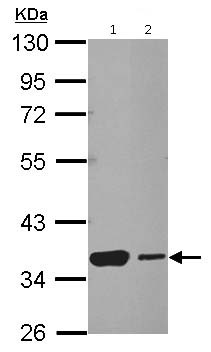 All lanes : Anti-Heat Shock Factor 2 Binding Protein antibody (ab126252) at 1/1000 dilutionLane 1 : NT2D1 whole cell lysateLane 2 : SK-N-SH whole cell lysateLysates/proteins at 30 µg per lane.