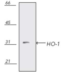 Anti-Heme Oxygenase 1 antibody (ab13243) (Rat microsomes)