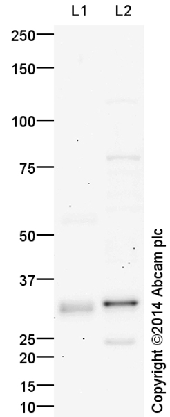 All lanes : Anti-Heme Oxygenase 1 antibody (ab156926) at 1 µg/ml (Milk blocking 3%)Lane 1 : Kidney (Human) Tissue Lysate - adult normal tissue (ab30203)Lane 2 : HepG2 (Human hepatocellular liver carcinoma cell line) Whole Cell LysateLysates/proteins at 25 µg per lane.SecondaryGoat Anti-Rabbit IgG H&L (HRP) (ab97051) at 1/50000 dilutiondeveloped using the ECL techniquePerformed under reducing conditions.