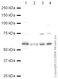 All lanes : Anti-Hemogen antibody (ab66550) at 1 µg/mlLane 1 : Testis (Human) Tissue Lysate - adult normal tissue (ab30257)Lane 2 : Ovary (Human) Tissue Lysate - adult normal tissue (ab30222)Lane 3 : Pancreas (Human) Tissue Lysate - adult normal tissue (ab29816)Lane 4 : Lymph node (Human) Tissue Lysate - adult normal tissue (ab29871)Lysates/proteins at 10 µg per lane.SecondaryGoat polyclonal to Rabbit IgG - H&L - Pre-Adsorbed (HRP) at 1/3000 dilutionPerformed under reducing conditions.