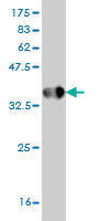 Western blot against tagged recombinant protein immunogen using ab56781 Heparanase 1 antibody at 1ug/ml.