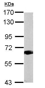 Anti-Heparin Cofactor II antibody (ab153929) at 1/10000 dilution + HepG2 cell lysate at 30 µg