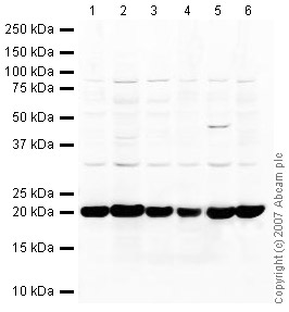 All lanes : Anti-Cofilin antibody (ab42824) at 1 µg/mlLane 1 : HeLa (Human epithelial carcinoma cell line) Whole Cell Lysate Lane 2 : Jurkat (Human T cell lymphoblast-like cell line) Whole Cell Lysate Lane 3 : A431 (Human epithelial carcinoma cell line) Whole Cell Lysate Lane 4 : HEK293 Human embryonic kidney cell line Whole Cell Lysate Lane 5 : MCF7 (Human breast adenocarcinoma cell line) Whole Cell Lysate Lane 6 : SHSY-5Y (Human neuroblastoma cell line) Whole Cell Lysate Lysates/proteins at 10 µg per lane.SecondaryIRDye 680 Conjugated Goat Anti-Rabbit IgG (H+L) at 1/10000 dilutionPerformed under reducing conditions.