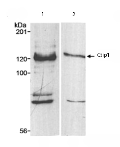 Lane 1 :  Anti-Ctip1 antibody (ab72247) at 1 µg/mlLane 2 :  Anti-Ctip1 antibody (ab72247) at 0.1 µg/mlLane 1 : Nuclear extract from Raji cellsLane 2 : Nuclear extract from Raji cellsLysates/proteins at 50 µg per lane.