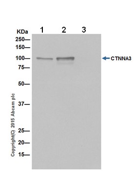 CTNNA3 was immunoprecipitated from 1mg of HEK-293 (Human epithelial cells from embryonic kidney) whole cell lysate with ab184916 at 1/100 dilution. Western blot was performed from the immunoprecipitate using ab184916 at 1/1000 dilution. Anti-Rabbit IgG (HRP), specific to the non-reduced form of IgG, was used as secondary antibody at 1/1500 dilution.Lane 1: HEK-293 whole cell lysate, 10 µg (Input).Lane 2: ab184916 IP in HEK-293 whole cell lysate.Lane 3: Rabbit monoclonal IgG (ab172730) instead of ab184916 in HEK-293 whole cell lysate.Blocking and dilution buffer and concentration: 5% NFDM/TBST.Exposure time: 1 second