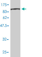 Western blot against tagged recombinant protein immunogen using ab54579 CTP synthase antibody at 1ug/ml.