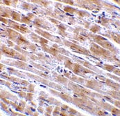 ab36870 at 2µg/ml staining CTRP3 in mouse heart tissue by IHC 