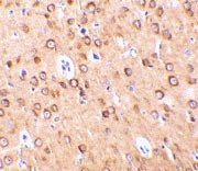 ab36891 at 10µg/ml staining CTRP4 in rat brain by IHC