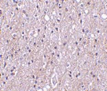 ab36891 at 10µg/ml staining CTRP4 in human brain tissue by IHC