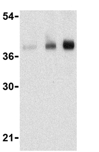 Lane 1 : Anti-CTRP5 antibody (ab36893) at 1 µg/mlLane 2 : Anti-CTRP5 antibody (ab36893) at 2 µg/mlLane 3 : Anti-CTRP5 antibody (ab36893) at 4 µg/mlLane 1 : Human brain cell lysate Lane 2 : Human brain cell lysate Lane 3 : Human brain cell lysate Lysates/proteins at 15 µg/ml per lane.SecondaryAnti-rabbit IgG HRP at 1/10000 dilution