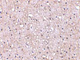 ab36993 at 10µg/ml staining CTRP5 in human brain tissue by IHC