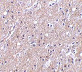 ab36900 at 10µg/ml staining CTRP6 in human brain tissue by IHC