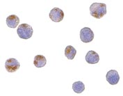ab36898 at 10µg/ml staining CTRP6 in Hela cells by ICC/IF