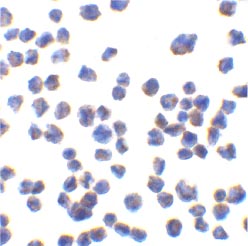 ab25946 at 10µg/ml staining CTRP7 (Biotin) in 293 cells by ICC/IF