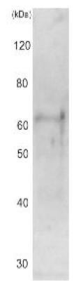 Anti-Cut15 antibody (ab188250) at 1/1000 dilution + S. pombe crude extract at 10 µg