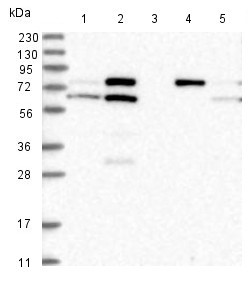 All lanes : Anti-CWF19L1 antibody (ab150842) at 1/250 dilutionLane 1 : RT-4 cell lysateLane 2 : U-251 MG cell lysateLane 3 : Human plasma lysateLane 4 : Human liver tissue lysateLane 5 : Human tonsil tissue lysate