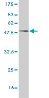 Western blot against tagged recombinant protein immunogen using ab57626 CXCL16 antibody at 1ug/ml.