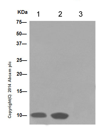 CXCL5 + CXCL6 was immunoprecipitated from 1mg of A549 (Human lung carcinoma cell line) whole cell extract with ab198505 at 1/40 dilution. Western blot was performed from the immunoprecipitate using ab198505 at 1/1000 dilution (lanes 1 and 2). Anti-Rabbit IgG (HRP), specific to the non-reduced form of IgG, was used as secondary antibody at 1/1500 dilution.Lane 1: Input A549 whole cell extract (10µg). Lane 2: A549 whole cell extract.Lane 3: Rabbit monoclonal IgG (ab172730) instead of ab198505 in A549 (Human lung carcinoma) whole cell extractBlocking and dilution buffer and concentration: 5% NFDM/TBST.