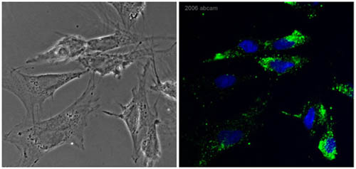 ab2074 at 1/100 staining differentiated rat skeletal myocytes by ICC/IF. The cells were 2% paraformaldehyde fixed for 15 minutes and then incubated cells with ab2074 overnight at 4°C. The image demonstrates CXCR4 expressing skeletal myocytes (green-cytoplasmic and cell membrane localization) with DAPI (blue-nuclear counter stain) [Right panel] and DIC (phase) image of the same skeletal myocytes ([left panel].See Abreview