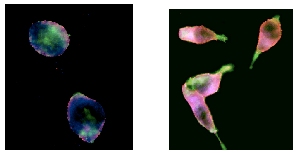 Ab1671 inhibition of SDF-induced activation of DU145, at 1/300 dilution.