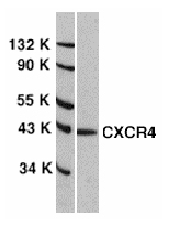 Anti-CXCR4 antibody (ab2090) at 1/1000 dilution + HeLa cell lysate