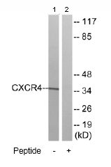 All lanes : Anti-CXCR4 antibody (ab77909) at 1/500 dilutionLane 1 : Extracts from K562 cellsLane 2 : Extracts from K562 cell with immunizing peptide at 10 µgLysates/proteins at 30 µg per lane.