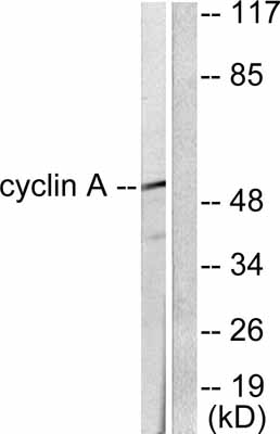 All lanes : Anti-Cyclin A antibody (ab53054) at 1/500 dilutionLane 1 : extracts from COS7 cells, no immunising peptideLane 2 : extracts from COS7 cells, immunising peptide present