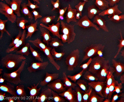 ICC/IF image of ab53699 stained HeLa cells. The cells were 4% formaldehyde fixed (10 min) and then incubated in 1%BSA / 10% normal goat serum / 0.3M glycine in 0.1% PBS-Tween for 1h to permeabilise the cells and block non-specific protein-protein interactions. The cells were then incubated with the antibody (ab53699, 1µg/ml) overnight at +4°C. The secondary antibody (green) was ab96899, DyLight® 488 goat anti-rabbit IgG (H+L) used at a 1/250 dilution for 1h. Alexa Fluor® 594 WGA was used to label plasma membranes (red) at a 1/200 dilution for 1h. DAPI was used to stain the cell nuclei (blue) at a concentration of 1.43µM.