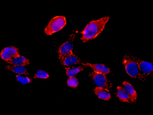 Immunofluorescent analysis of HeLa cells labeling COG7 with ab168362 at 1/100 dilution. DAPI nuclear staining (blue).