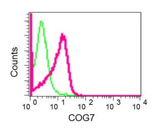 Flow cytometric analysis of permeabilized HeLa cells labeling COG7 (red) with ab168362 at 1/10 dilution, compared to a nonspecific control antibody (green).