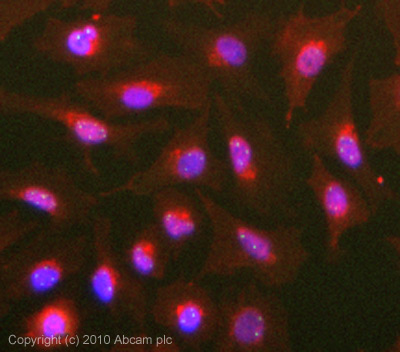 ICC/IF image of ab87913 stained HeLa cells. The cells were 4% PFA fixed (10 min) and then incubated in 1%BSA / 10% normal goat serum / 0.3M glycine in 0.1% PBS-Tween for 1h to permeabilise the cells and block non-specific protein-protein interactions. The cells were then incubated with the antibody (ab87913, 10µg/ml) overnight at +4°C. The secondary antibody (green) was Alexa Fluor® 488 goat anti-mouse IgG (H+L) used at a 1/1000 dilution for 1h. Alexa Fluor® 594 WGA was used to label plasma membranes (red) at a 1/200 dilution for 1h. DAPI was used to stain the cell nuclei (blue) at a concentration of 1.43µM.