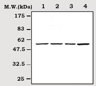 All lanes : Anti-Cyclin E1 antibody (ab71535) at 1/2000 dilutionLane 1 : HepG2 cell lysateLane 2 : K562 cell lysateLane 3 : Mouse liver lysateLane 4 : Rat liver lysate