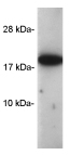 ab3563 at 1/300 dilution detecting 0.5ug recombinant human cyclophilin A by Western Blot (ECL).