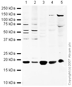 All lanes : Anti-Cyclophilin A antibody (ab42408) at 1 µg/mlLane 1 : HeLa (Human epithelial carcinoma cell line) Whole Cell LysateLane 2 : A431 (Human epithelial carcinoma cell line) Whole Cell LysateLane 3 : Lymph node (Human) Tissue Lysate - adult normal tissue (ab29871)Lane 4 : Thymus (Human) Tissue Lysate - adult normal tissue (ab30146)Lane 5 : Lung (Rat) Tissue LysateLysates/proteins at 10 µg per lane.SecondaryIRDye 680 Conjugated Goat Anti-Rabbit IgG (H+L) at 1/10000 dilutionPerformed under reducing conditions.